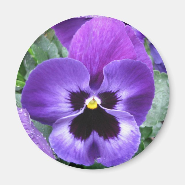 Beau Aimant de Pansy (Devant)
