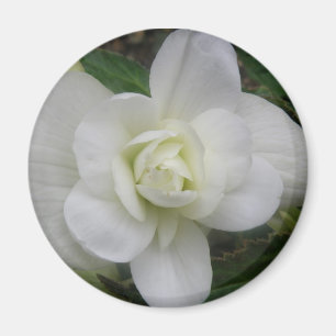 Beau Aimant d'oeillet blanc