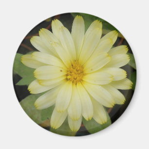 Beau aimant Marigold Jaune