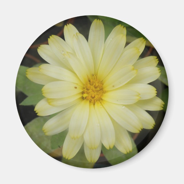 Beau aimant Marigold Jaune (Devant)