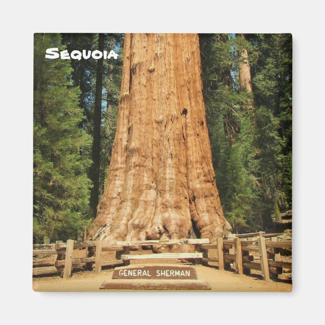 Beau Aimant Sequoia ! (Devant)