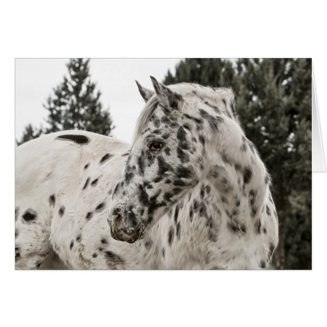 Beau Appaloosa Horse, Western, Appy (Devant Horizontal)