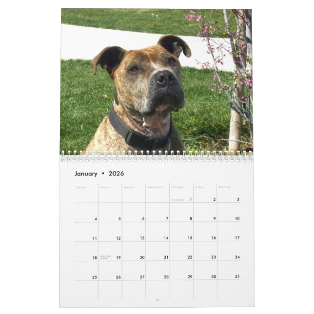 Beau calendrier de chien de Pitbulls 2013 (Jan 2026)