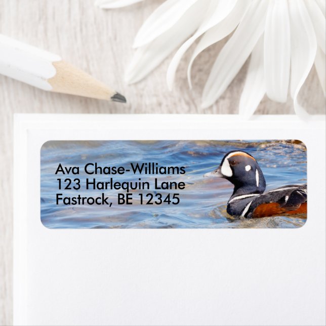 Beau canard arlequin sur le rocher (En situation)