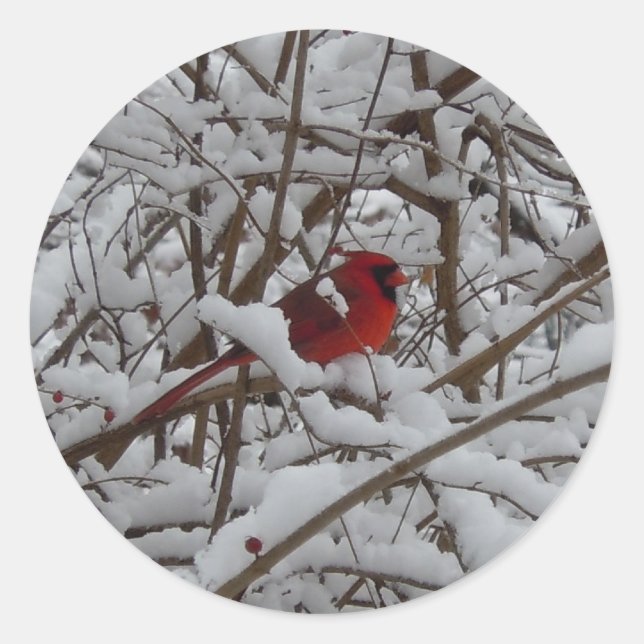 Beau Cardinal Rouge dans Sticker Arbre Rempli Neig (Devant)
