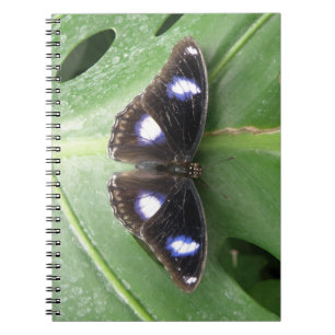 Beau Carnet à papillon bleu tacheté