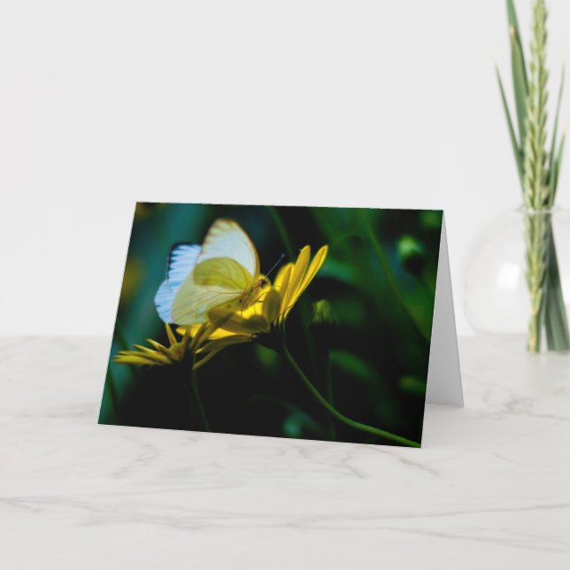 Beau carte pour notes de blanc de papillon (Devant)