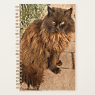 Beau chat