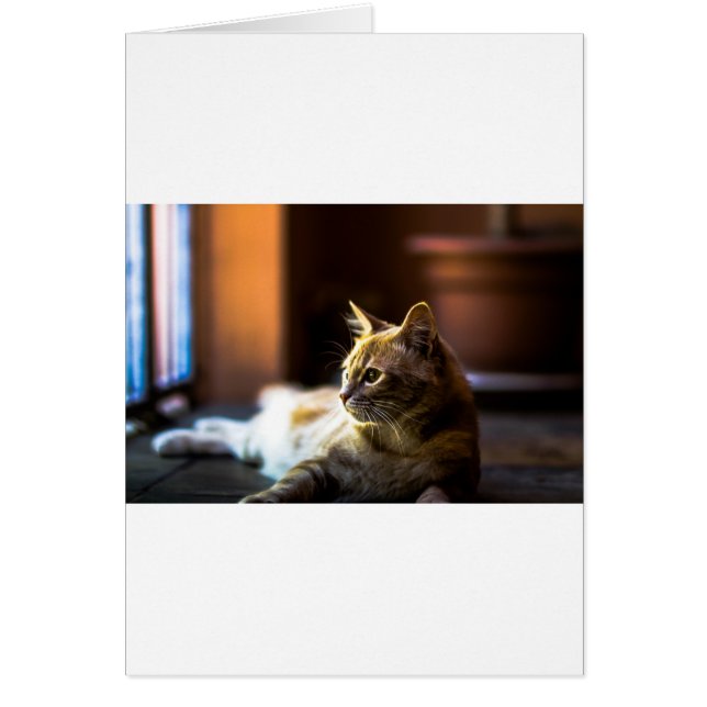 Beau Chat Golden Kitty (Devant)