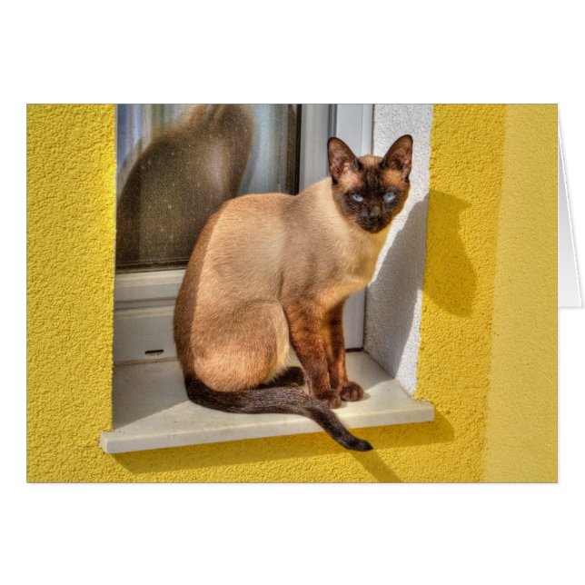 Beau Chat Siamais (Devant horizontal)