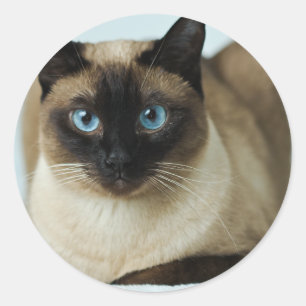 Beau chat siamois Photo Classic Sticker rond