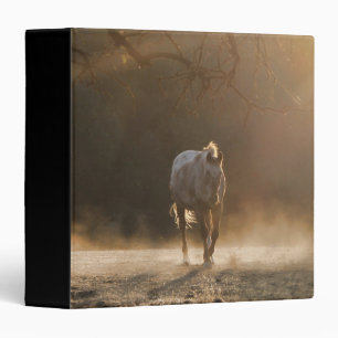 Beau cheval dans le Classeur Golden Sunlight