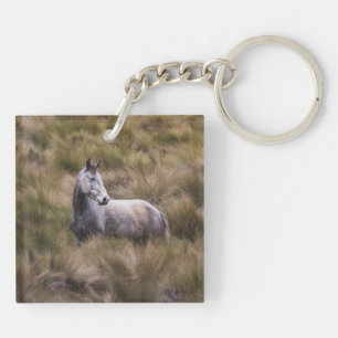 Beau Cheval gris coloré