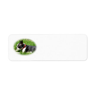 Beau chien de Boston Terrier sur l'herbe avec bâto