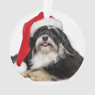 Beau chien de Havanese de Noël avec le casquette