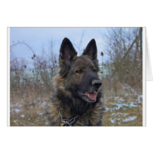 beau chiot berger allemand noir et bronzé