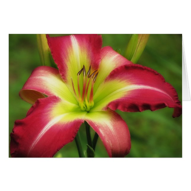 Beau contraste - Daylily (Devant horizontal)