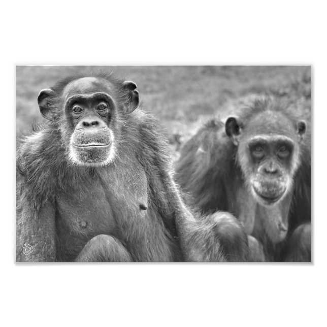 Beau Couple de Chimp - Impression photo (Devant)