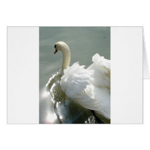 Beau cygne blanc