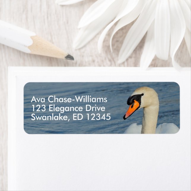 Beau cygne muet dans les eaux portuaires (En situation)