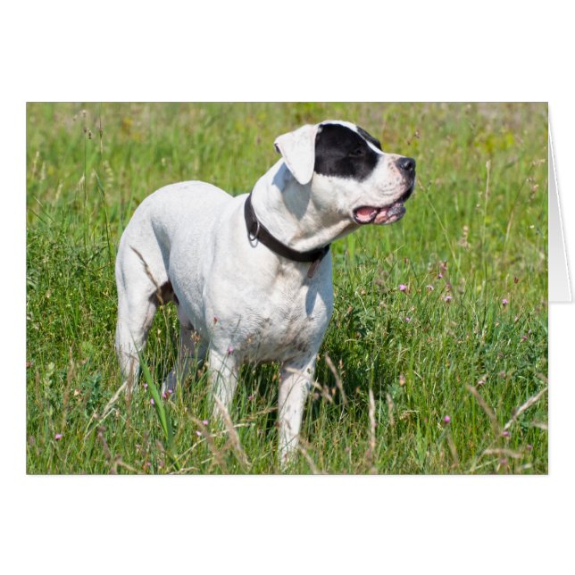 Beau Dogo Argentino (Devant horizontal)