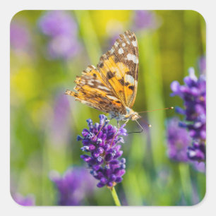 Beau ensemble de stickers papillon d'alimentation
