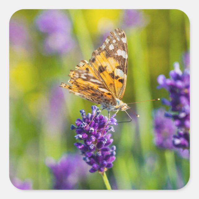 Beau ensemble de stickers papillon d'alimentation (Devant)