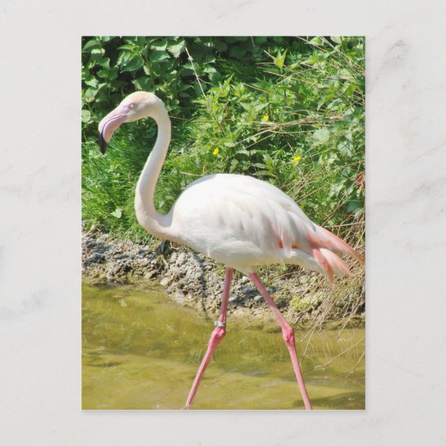 Beau Flamant rose Grand - Carte postale (Devant)