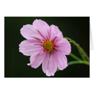 Beau Fleur sauvage Cosmos Rose