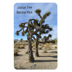 Beau Joshua Tree Premium Magnet !