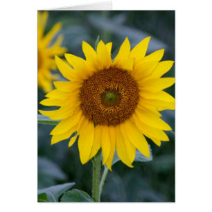 Beau jour/tournesols