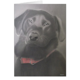 Beau Labrador