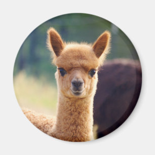 Beau magnet d'alpaga