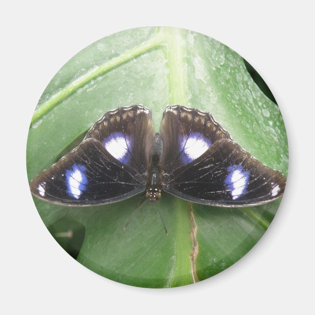 Beau Magnet Papillon Bleu tacheté (Devant)