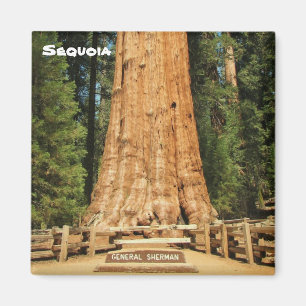 Beau Magnet Sequoia !