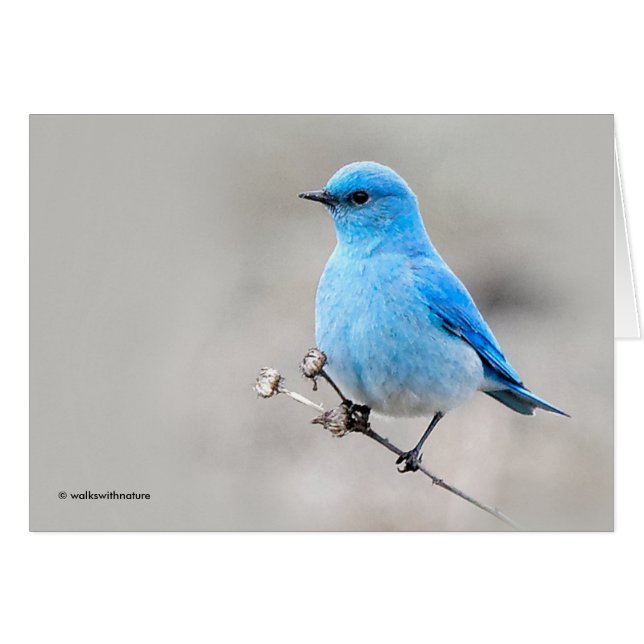 Beau oiseau bleu de montagne (Devant Horizontal)