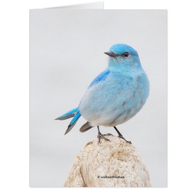Beau oiseau bleu de montagne (Devant)
