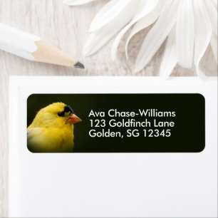 Beau oiseau-chanteur américain Goldfinch