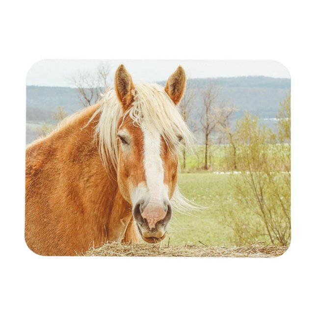Beau Palomino Farm Horse Magnet (Horizontal)