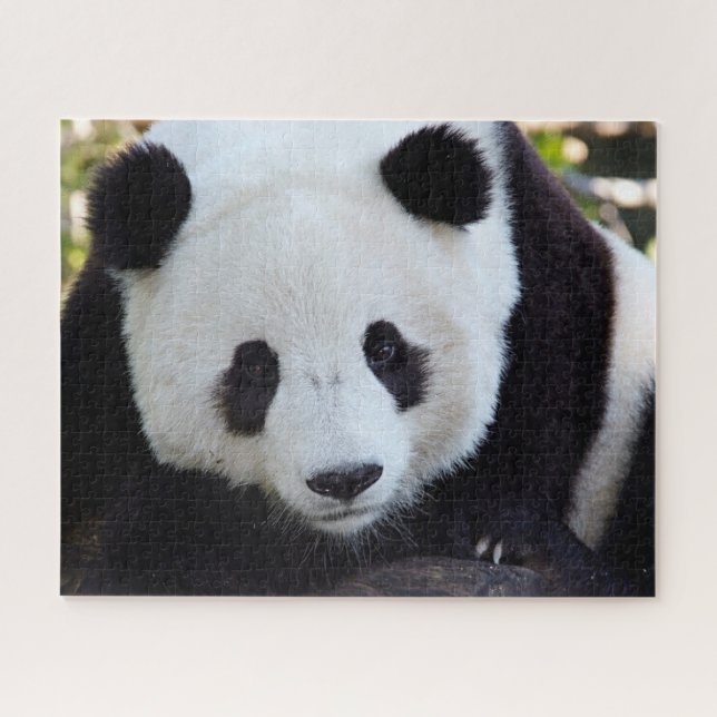 Beau Panda géant, Puzzle Jigsaw (Horizontal)