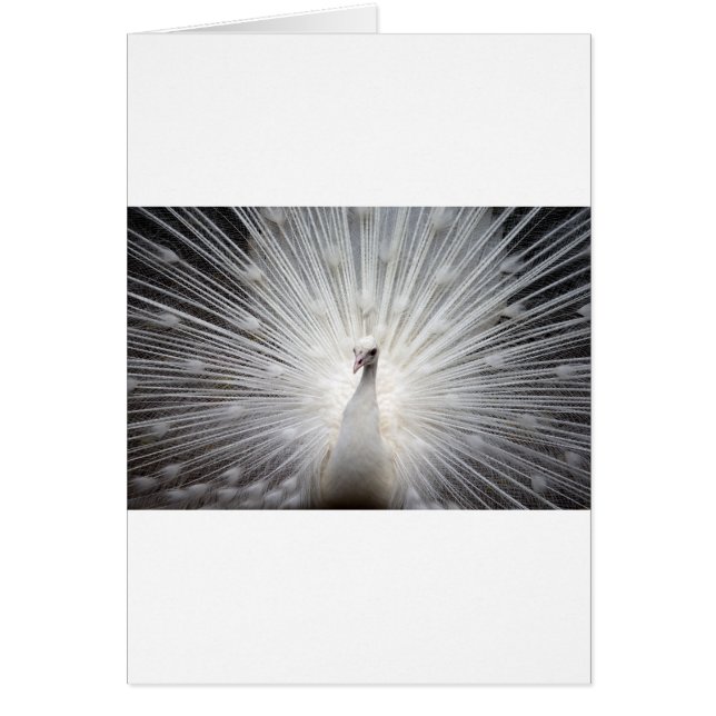 Beau paon blanc (Devant)