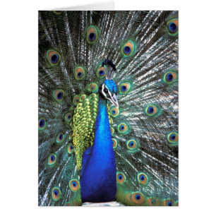 Beau paon étalant des plumes colorées