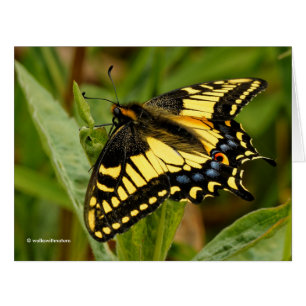 Beau papillon anis Swallowtail dans l'herbe