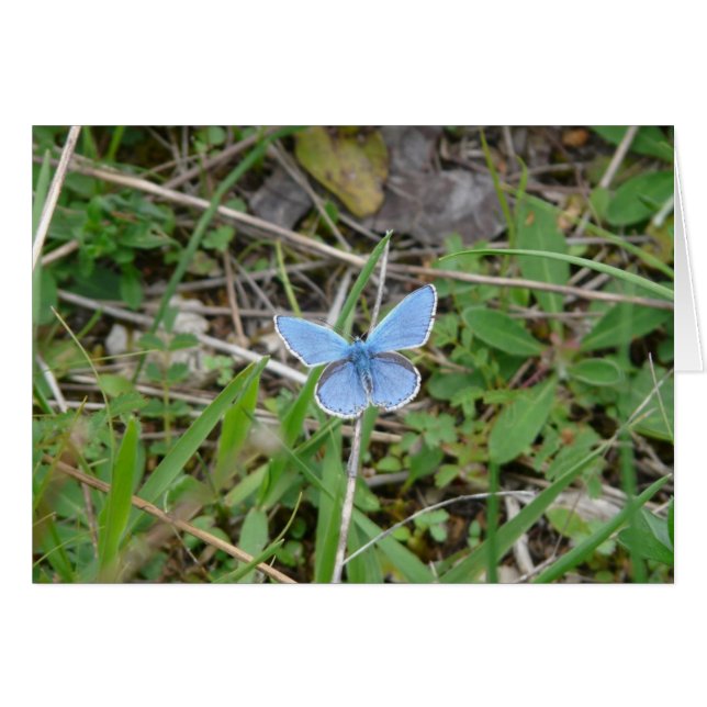 Beau Papillon Bleu (Devant horizontal)