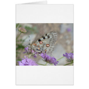 Beau Papillon tacheté