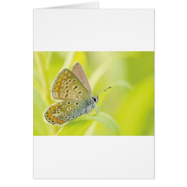 Beau Papillon tacheté Bleu (Devant)