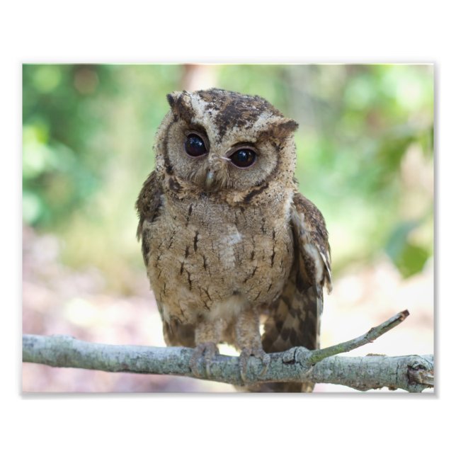 Beau paysage extérieur de la faune Photo Imprimer (Devant)