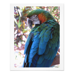 Beau perroquet bleu photo