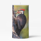 Beau pic pilé sur l'arbre