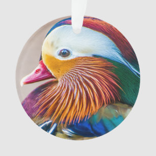 Beau Portrait de Canard Mandarin vert et orange
